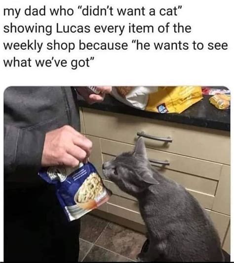 See Every Item From the Cat